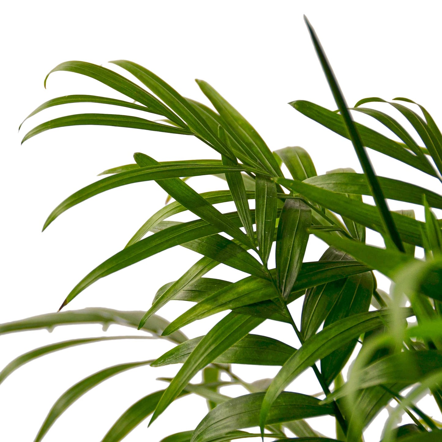Parlor Palm Live Indoor Plant | Neanthebella Live Plant | Air Purifying Plant | Ship from CA in Nursey Pot | PET Friendly (Medium Plant, 4" Pot)