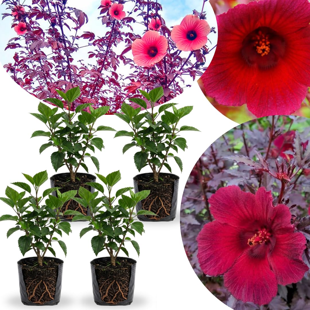 Pack of 4 Live Cranberry Hibiscus Plants, 4–6 Inches Tall, Flowering Plants for Indoor and Outdoor Planting
