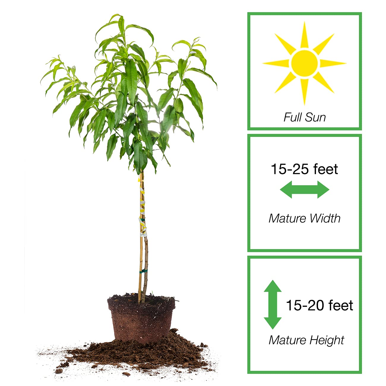 Perfect Plants Flordaking Peach Tree 4-5ft. Tall | Large Fruit | Heavy Producer