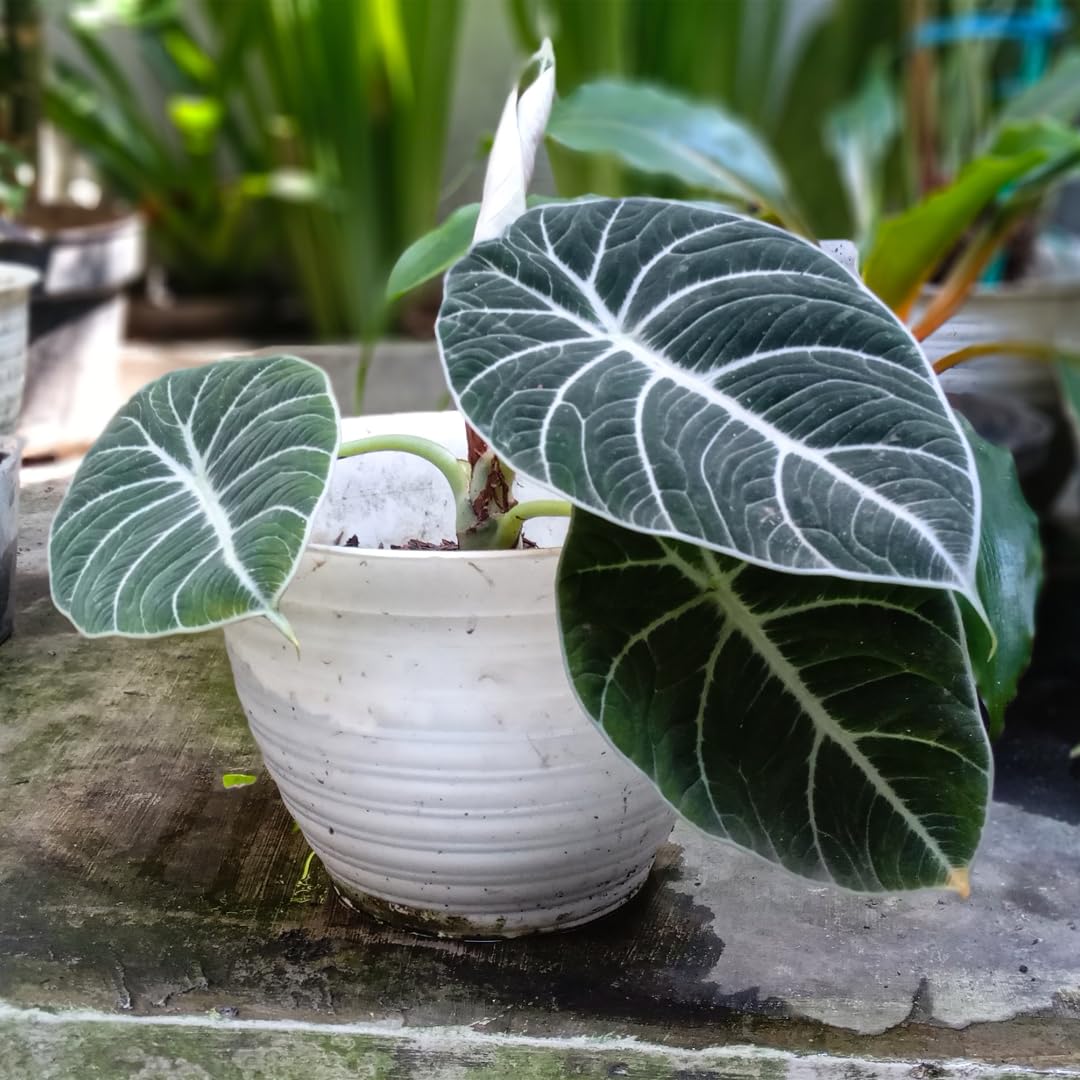 Sets 5 Alocasia Black Velvet Live Plants Indoor, 4-6 Inches Tall - Tropical Plant with Dark Leaves, Low Maintenance