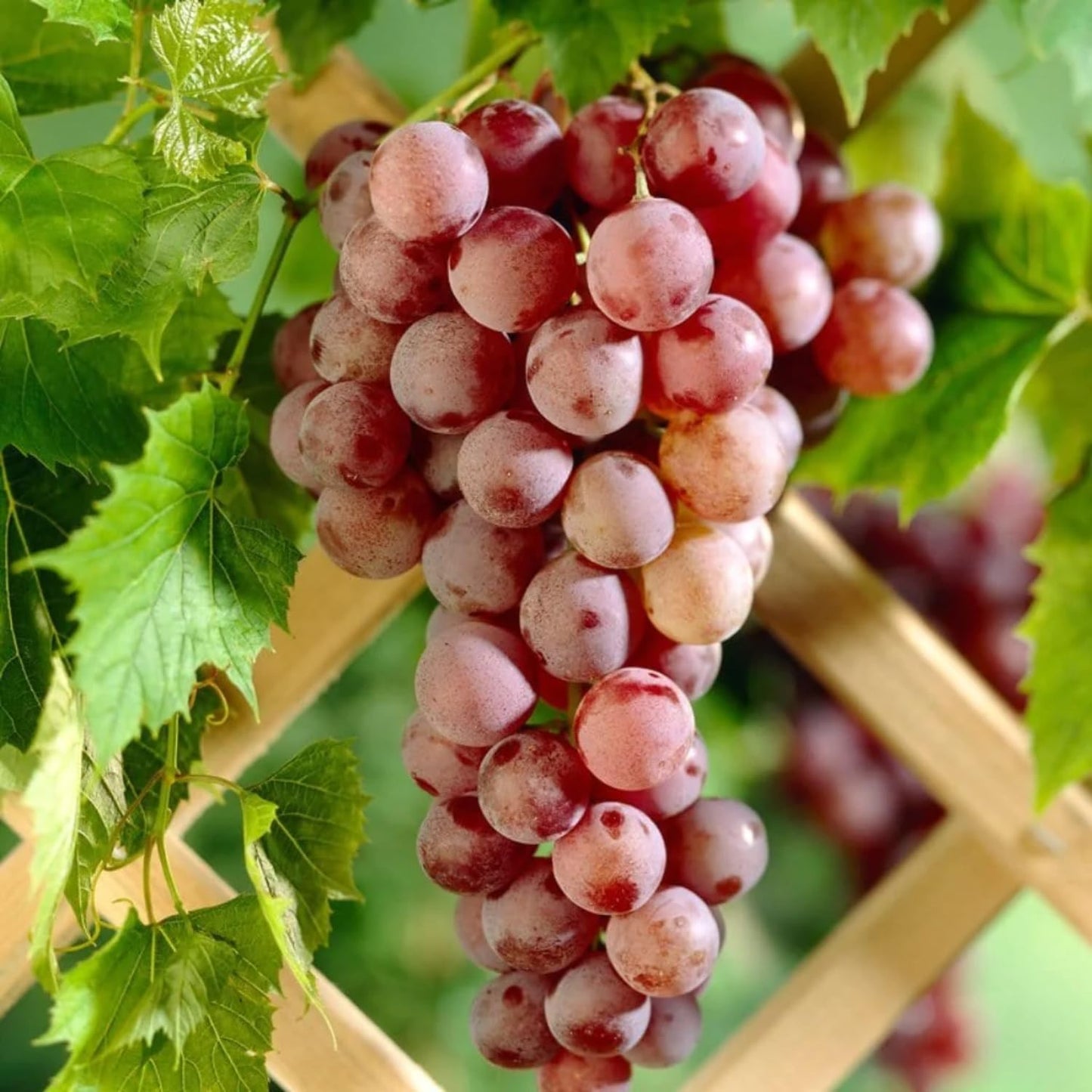 Red Grape Vine Plant Live for Planting 1 to 2 Years Old, Bunch Grape Plant Live Grape Tree, Grape Fruit Tree for Planting