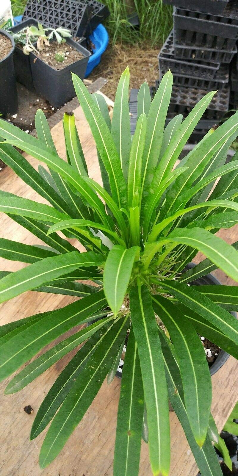 2 Live Madagascar Palm Tree 10" to 12" Plant in Pachypodium Lamerei Cactus
