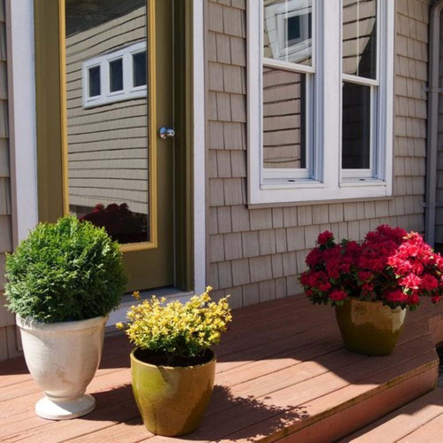 Proven Winners Perfecto Mundo Red Reblooming Azalea (Rhododendron x) Live Plant, 4.5" Qt, 4 Pack