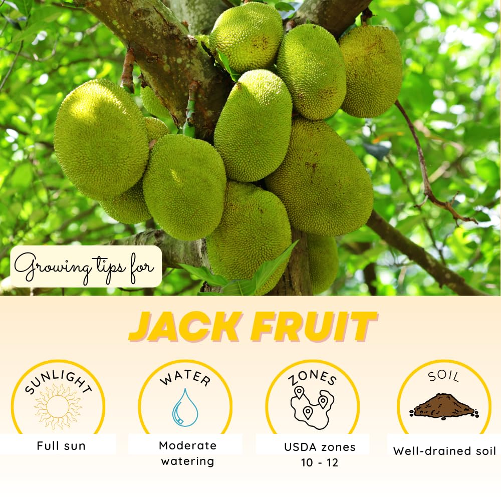 Jackfruit Tree Live Plants, Jackfruit Tropical Fruit Trees, Sweet Fruit Plant from 8-10 Inch Tall in 4 Inch Pot for Outdoor Gardening