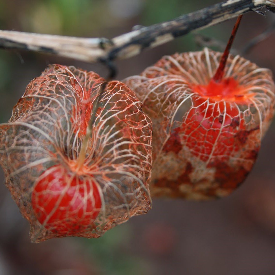 Frozen Seed Capsules - Chinese Lantern (Physalis Alkekengi) - Grow Now or Store for Future Planting - Capsule of 30 Seeds