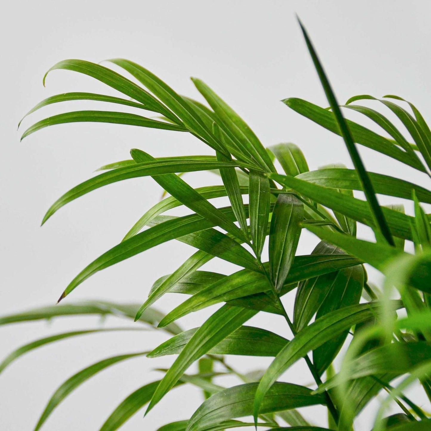 Parlor Palm Live Plant for Indoor | Different Houseplants in 3'' Pot | Real House Plant for Living Room, Office, Desk & Bathroom | Neanthe Bella Palm | Chamaedorea elegans