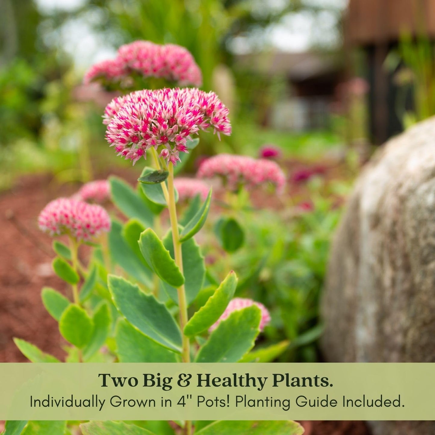 Clovers Garden Sedum Autumn Joy Plants – Two (2) Live Plants – Non-GMO - Not Seeds - Each 4" to 8" Tall – in 4" Inch Pots – Perennial, Pollinator Friendly