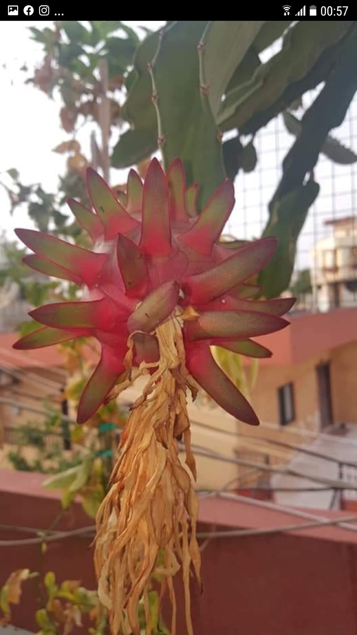 Dragon Fruit Cutting Red 12 Inch Cutting