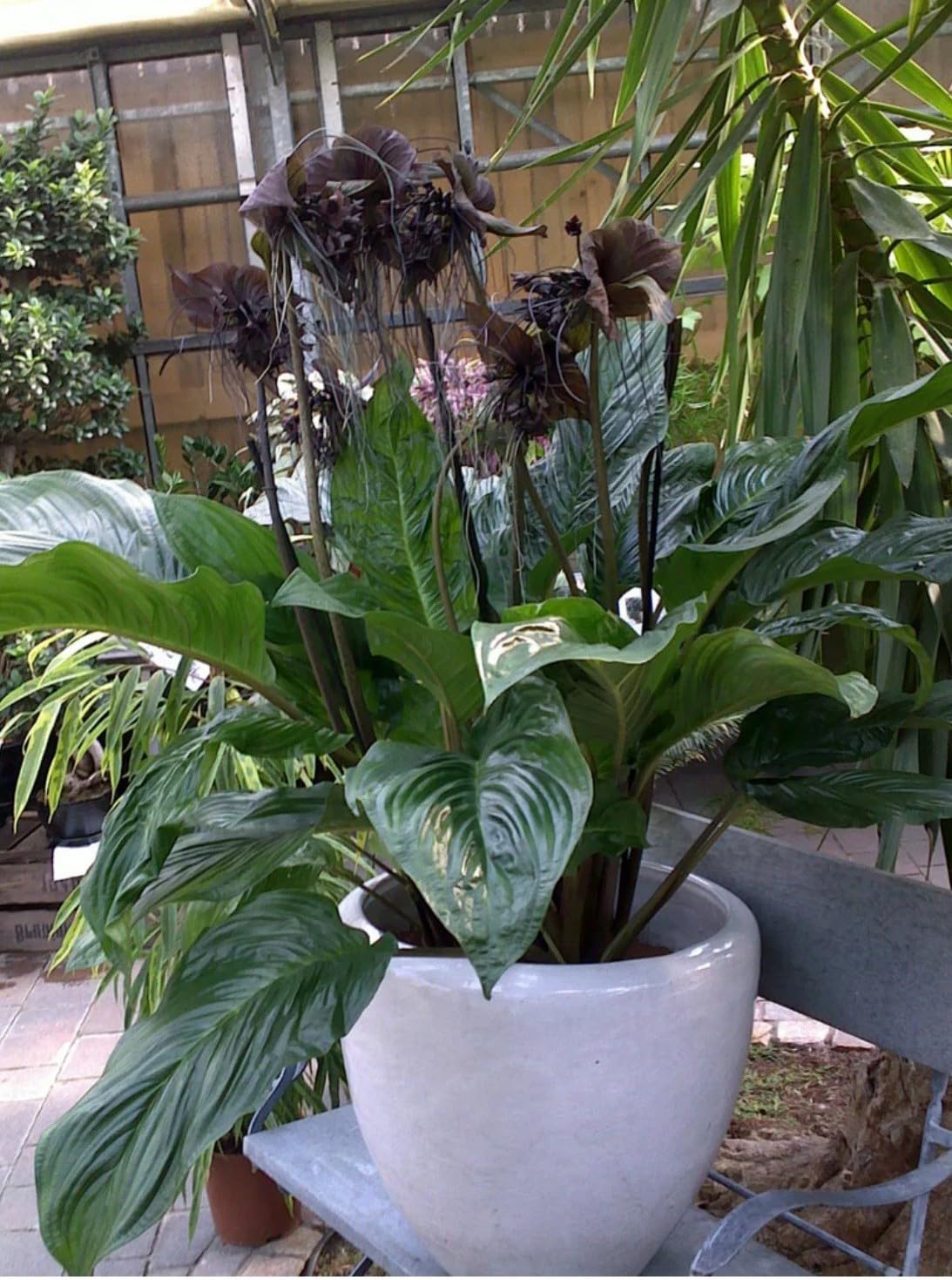 Live Plant - Black Bat Flower-Tacca Chantrieri-Aka Black Lily-Small Rooted Starter Plant