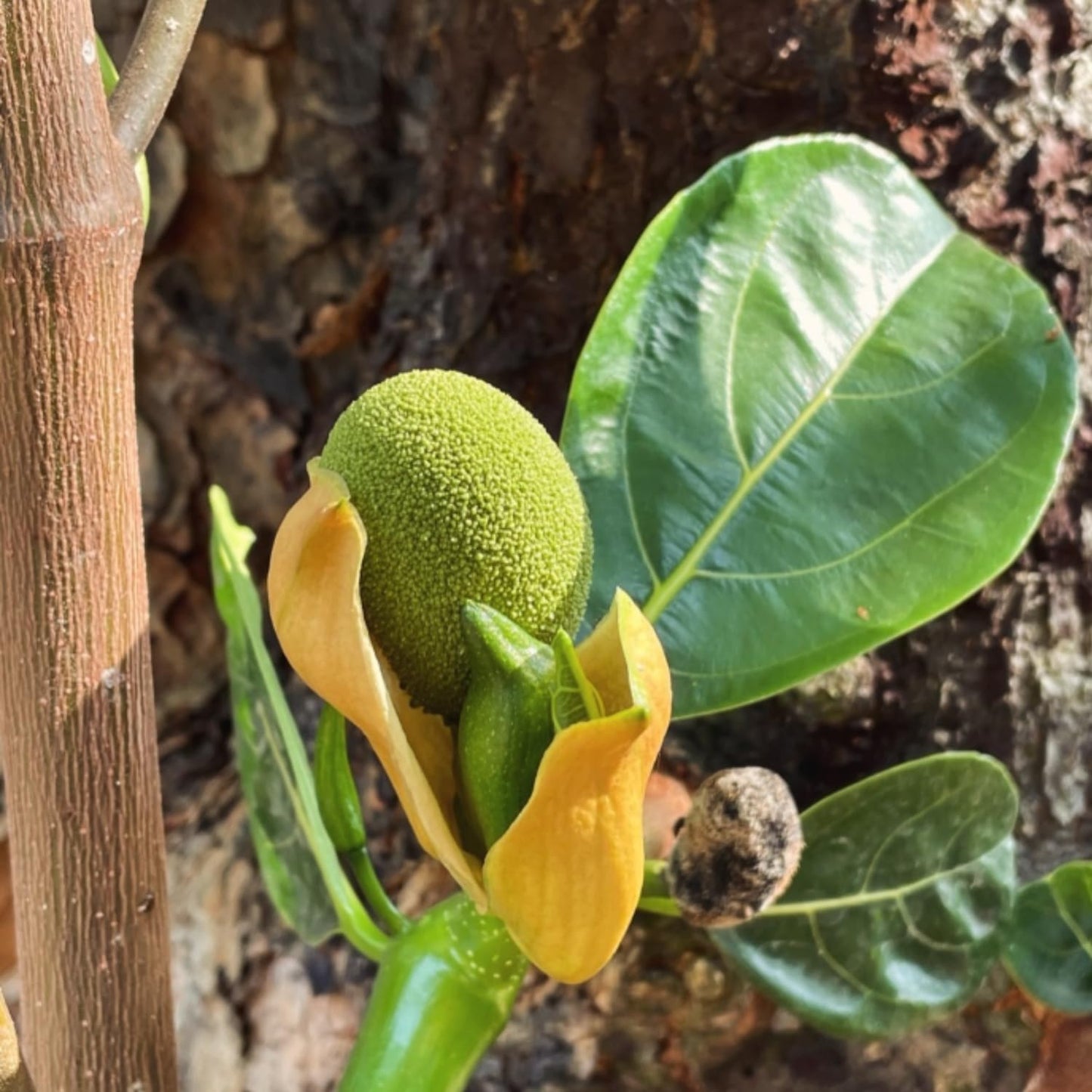 Jackfruit Tree Live Plant, Sweet Tropical Fruit 8-10 Inches Tall, 4 Inc Pot, Sweet Jackfruit Plant for Grow Outdoor