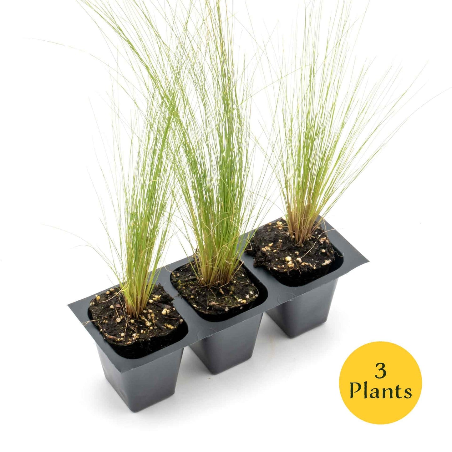 3 Mexican Feather Grass – Fine Textured Ornamental Grass with Silky Plumes for Borders & Mass Plantings (Nassella tenuissima) in 2.5” Cubes, Live Plants
