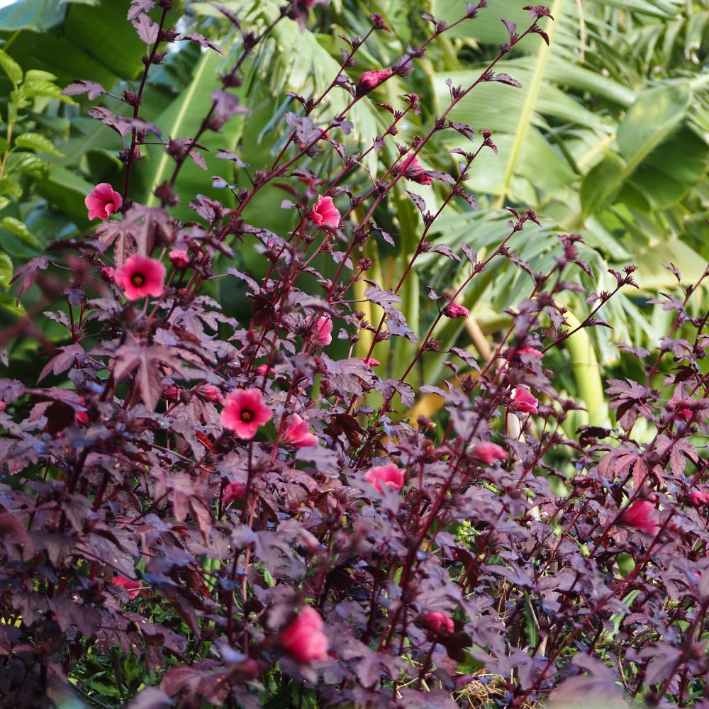 Pack of 2 Cranberry Hibiscus Plants Live, Red Hibiscus Plants Live for Flowering, 4-6" Tall