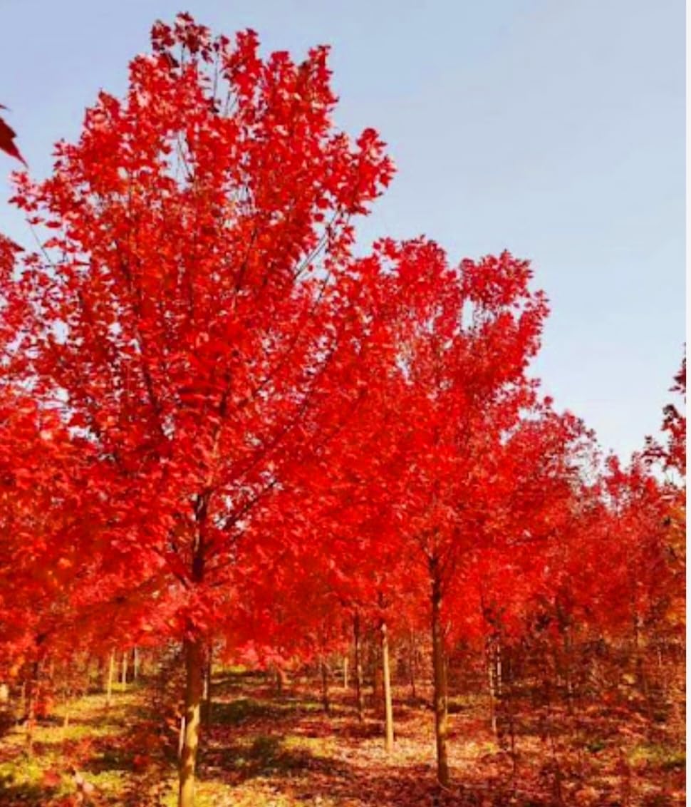 80 Seeds Red Maple Outdoors Maple Tree Seeds Acer rubrum PeavyTailor
