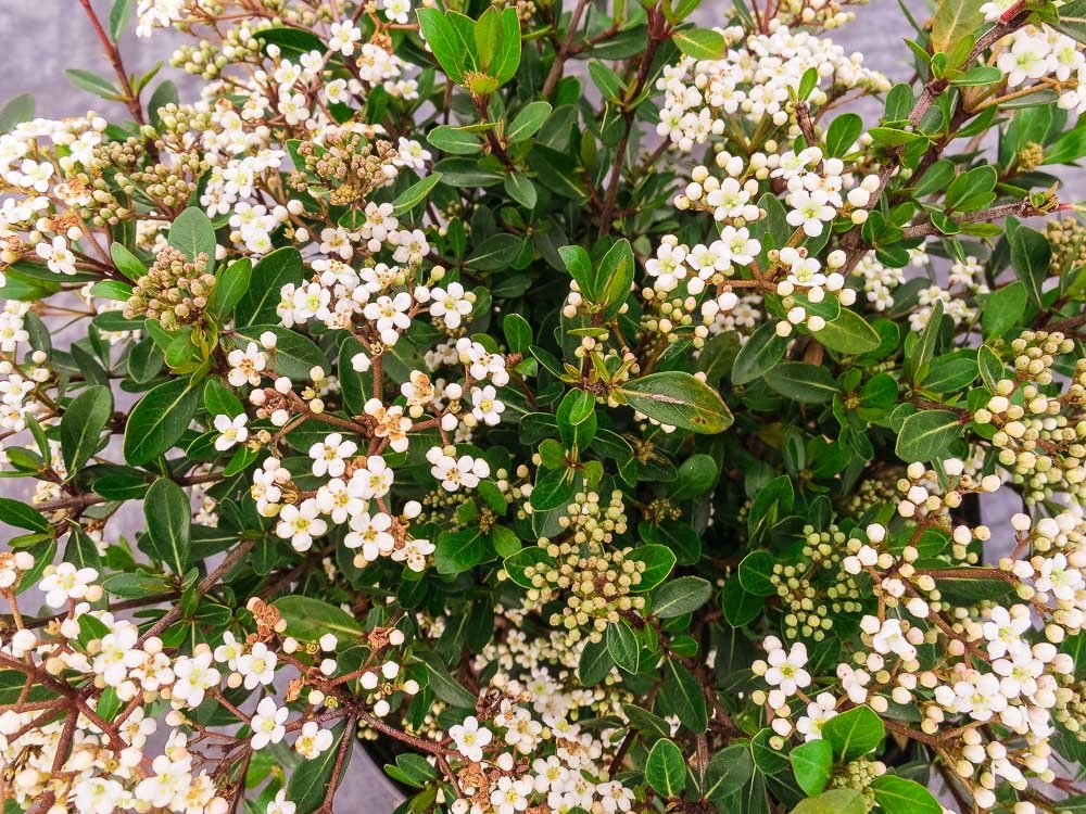 Mrs. Schiller's Delight Viburnum 1 Gallon
