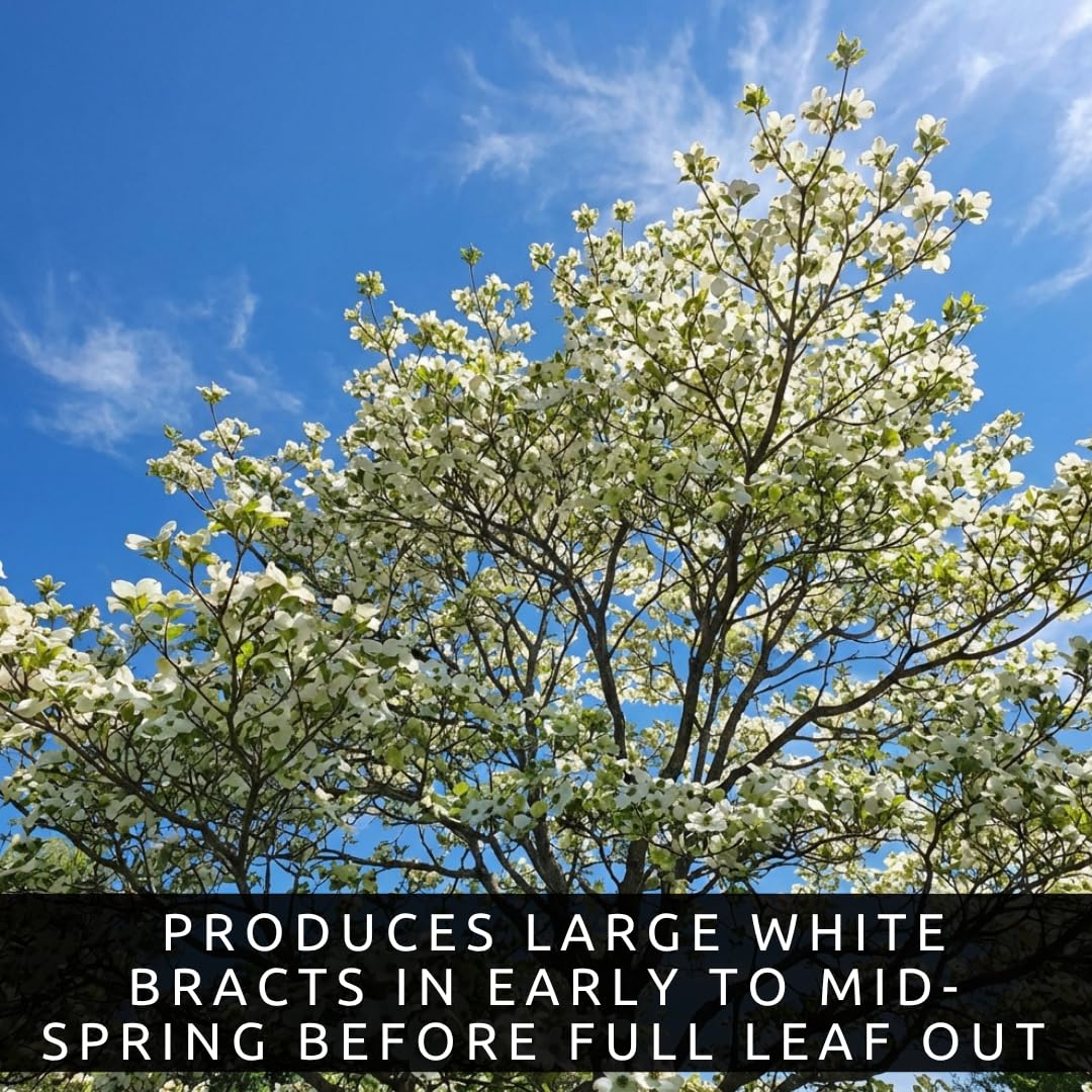 White Flowering Dogwood Trees Live – Cornus Florida – Ornamental Flowering Trees – Spring Blooms & Landscape Trees – Bare Root for Outdoor Planting (3 Trees)