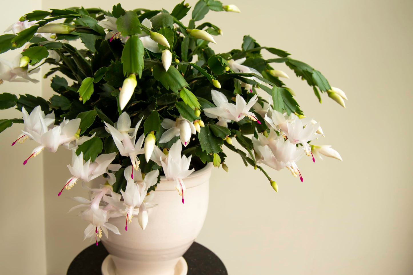 White Thanksgiving Cactus, Live Plant in 3" Grower Pot, Easy Care, Houseplant, SCHLUMBERGERA zygo 'Flame New White'