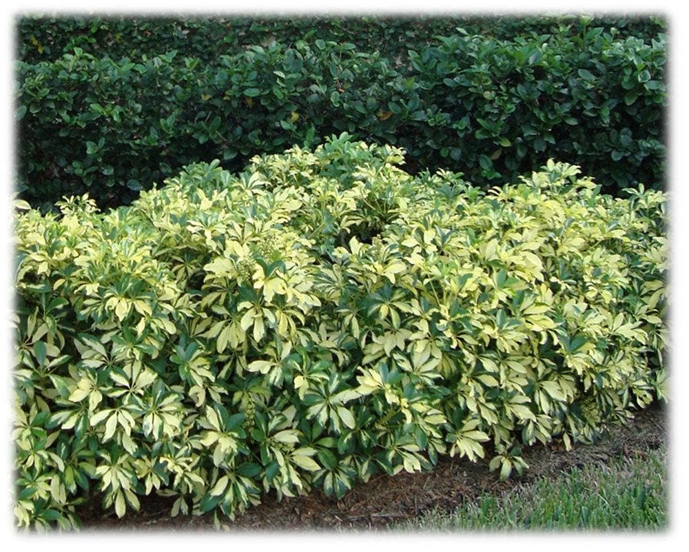 RedCrocus - RedCrocus Trinette Umbrella Plant Schefflera arboricola Variegated Indoor Outdoor Foliage Decor 10" Pot