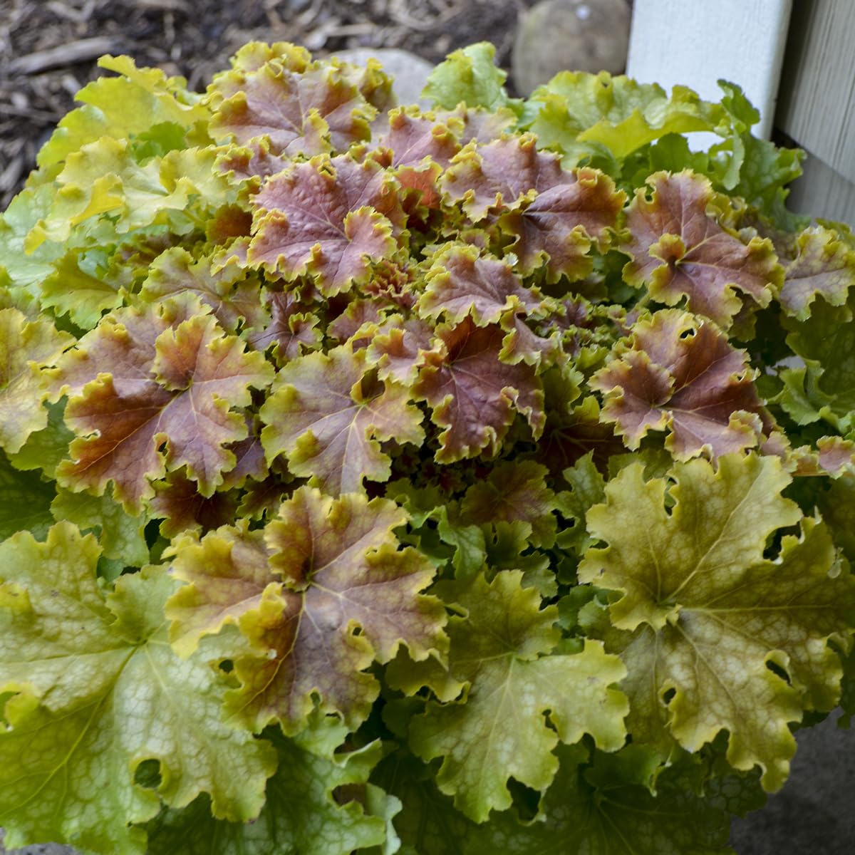 Live Plant from Green Promise Farms - Proven Winners, Heuchera Dolce 'Apple Twist' Coral Bells, Lime Green Foliage Flowers - #1 Gallon Size Container