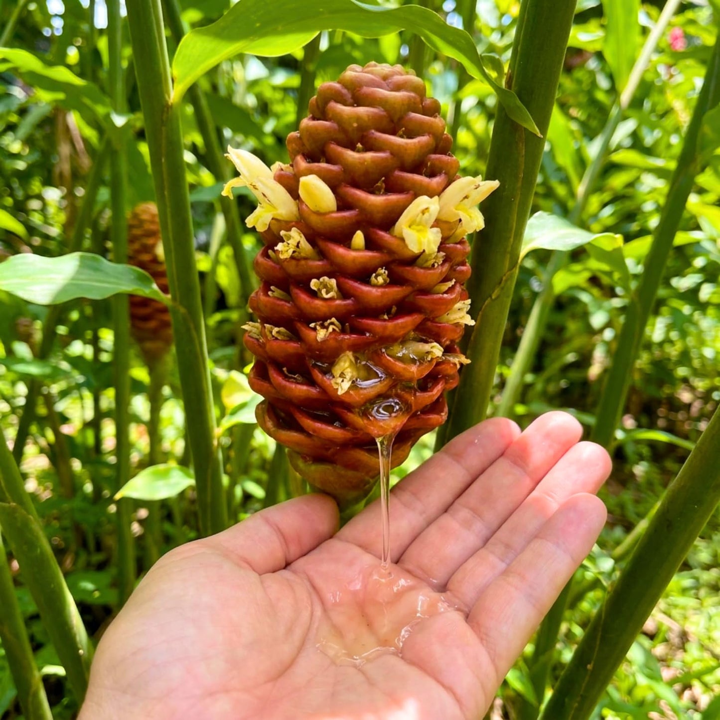 12 Zingiber Zerumbet Shampoo Ginger Roots, Hawaiian Ginger Lily Rhizomes, Pinecone Gingers for Outdoor Garden