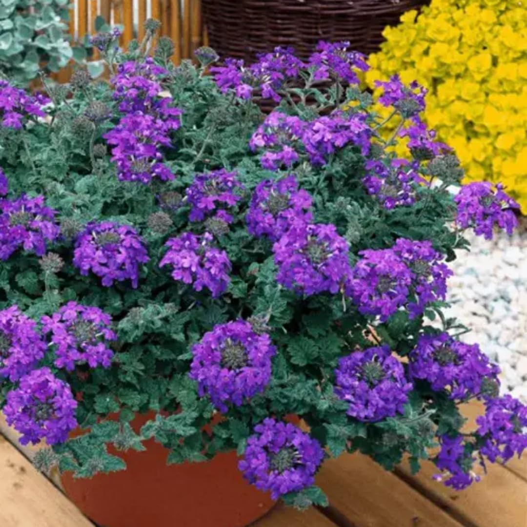 Pack 3 Random Verbena Plants Live Perennial Ground Cover, No Pot, 1-3" in Tall, Can Grow As Trailing Bushes, Spring Flowers