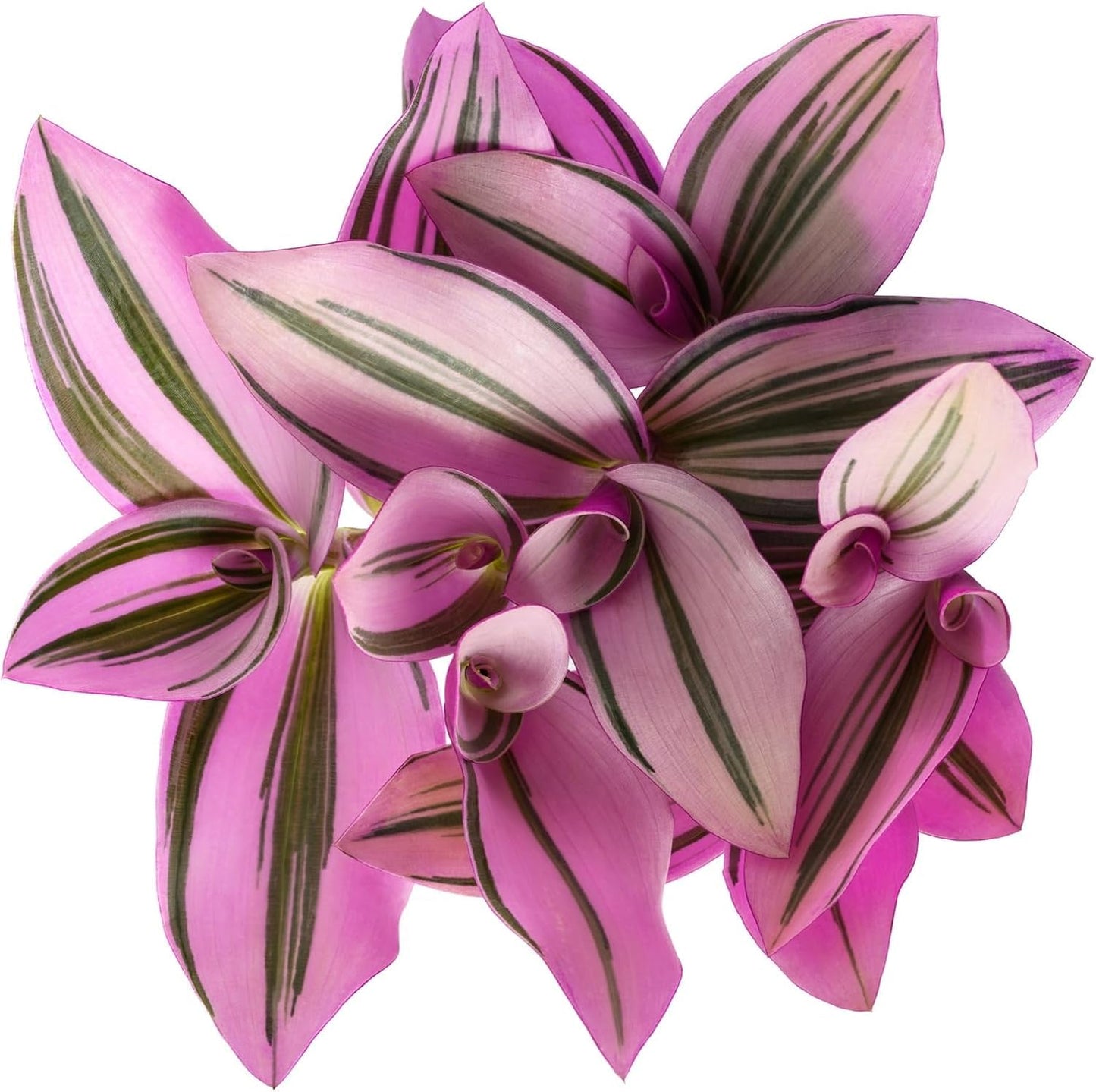 Nanouk Wandering Jew in 2 Inch Starter Pot - Variegated Wandering Jew, Pink and Green, Tiny Mini Pixie Plant