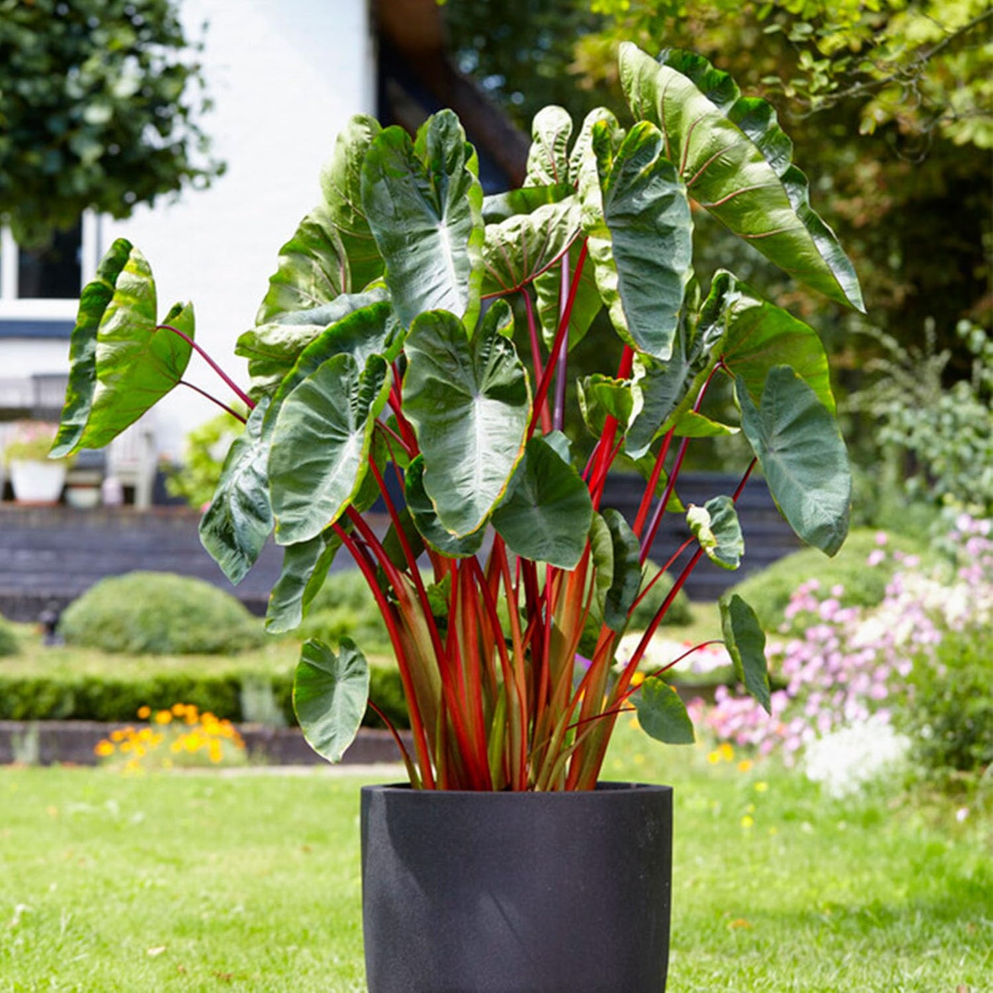 Garden State Bulb Premium Hawaiian Punch Elephant Ear Bulbs, 7/9 inches, Spring Planting (Bag of 2)