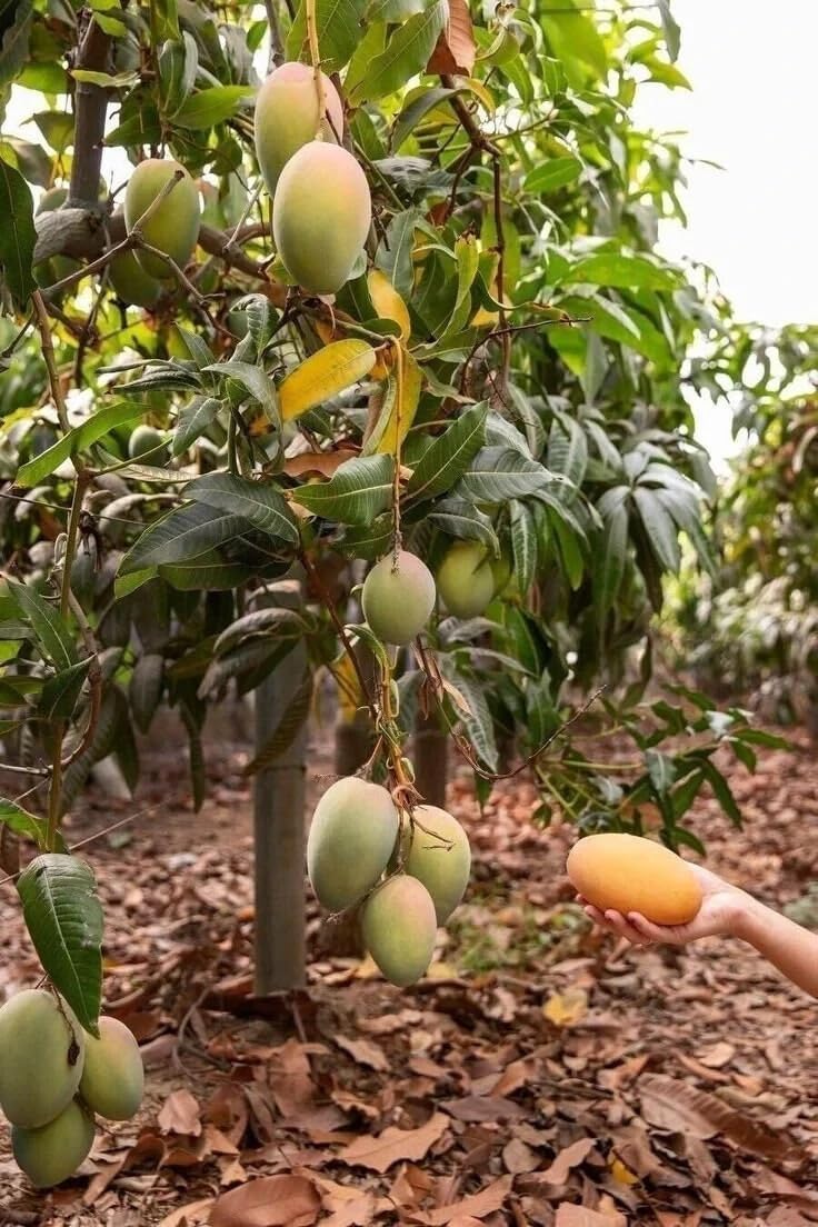 Live Plant - Grafted (Pineapple) Mango 2'-3'