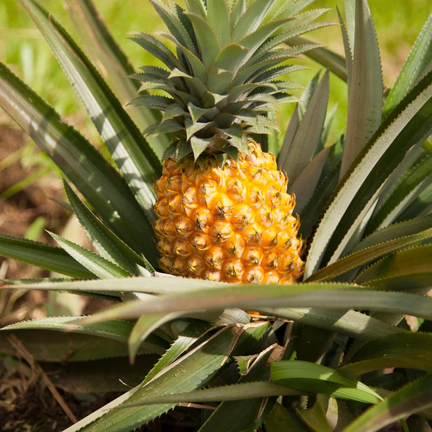 2 Sugarloaf Pineapple Plants, Pineapple Plants Live for Planting, Sweet Pineapple Starters Plant for Home Garden and Containers