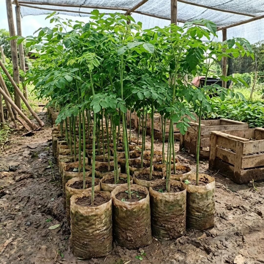 2 Moringa Trees Plants Live for Planting, Moringa Oleifera, Malunggay Well Rooted, 6 to 10 Inches Tall, No CA