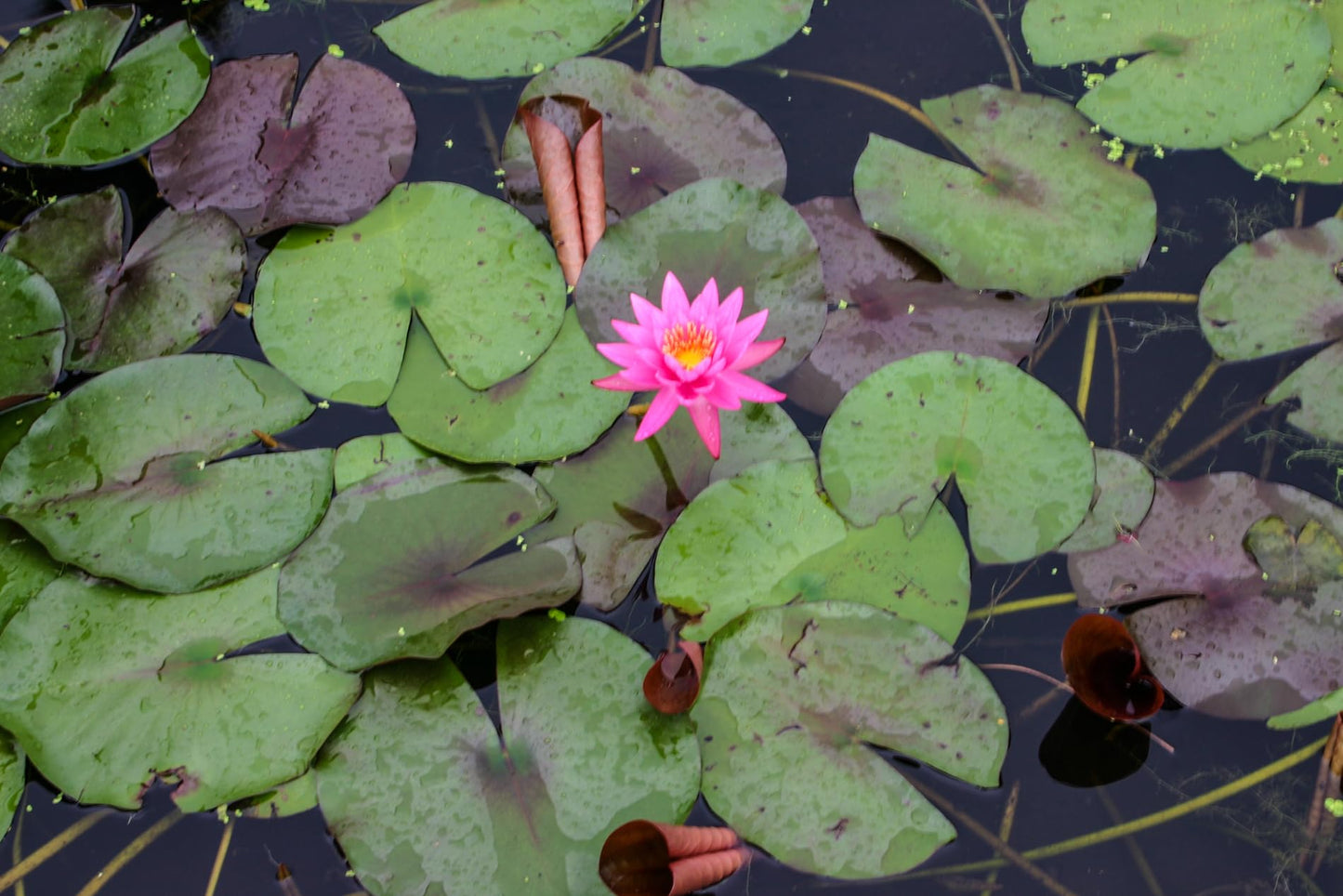 Mature Fully Grown Hardy Water Lily (Assorted Pink)