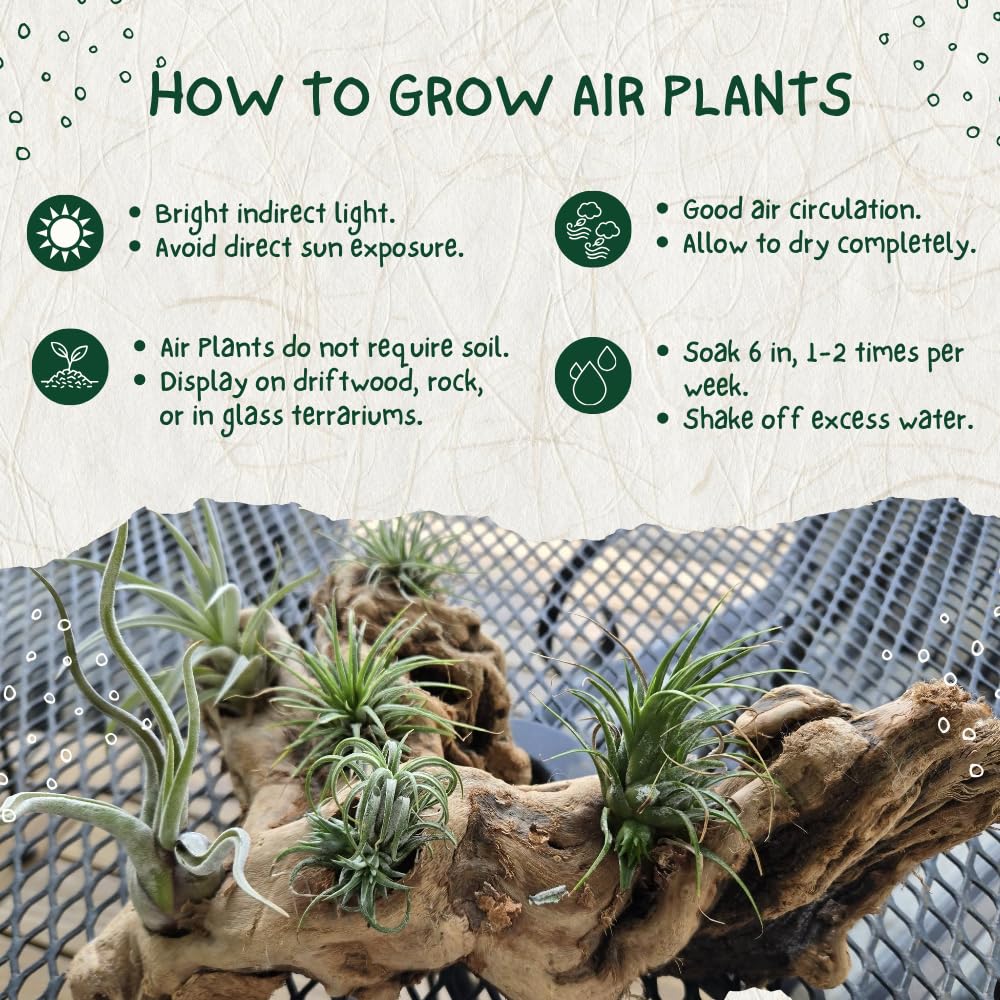 Tillandsia Air Plants, Live Succulents Indoor Plants, Assorted Airplants Variety for Decoration, Terrariums, and Office (12)