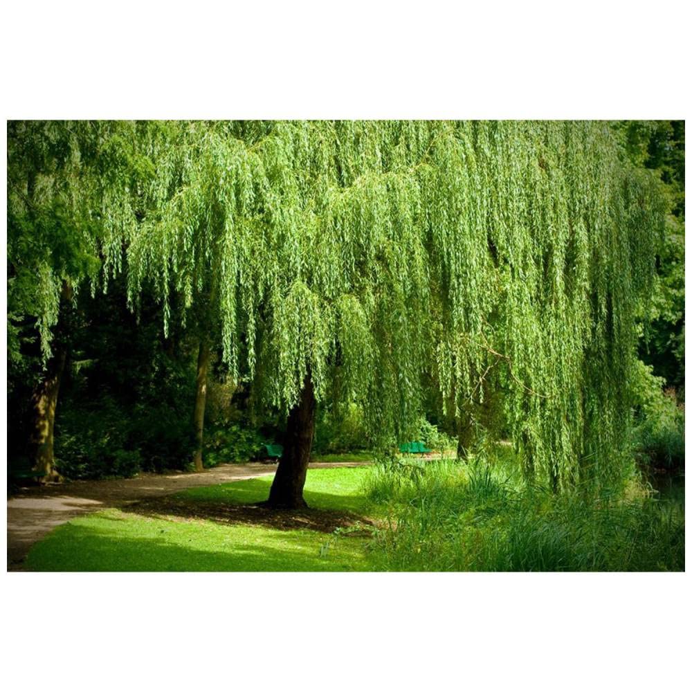 Weeping Willow - 1 Gallon Established Potted Plant - Salix babylonica, Fast Growing Tree, Shade Tree,