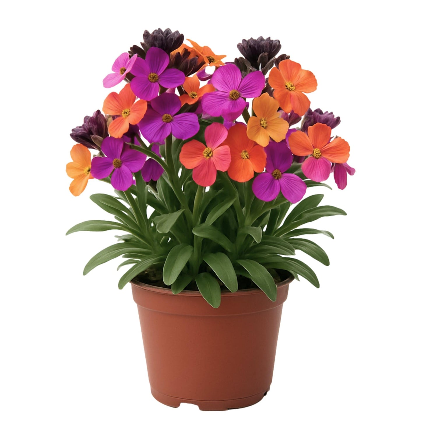 Easy to Grow Erysimum Brightside Magenta Glow - 2 Potted Plants in Quart Grower Pots, Multicolor Flowers Spring to Fall