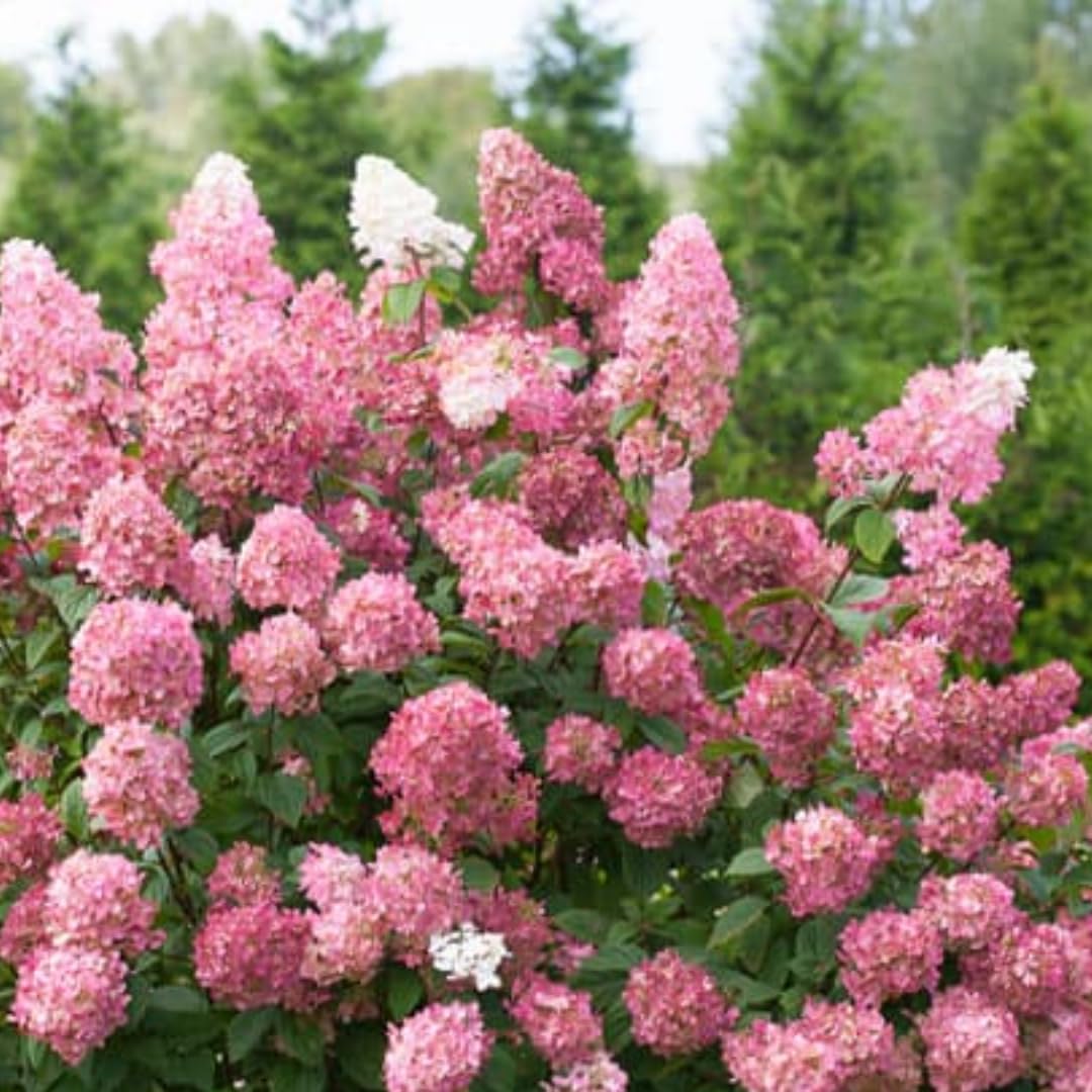 Hydrangea Plant Live, Hydrangea Tree Live Plant for Planting, 5 to 7 Inc Tall, Pink White Flowers