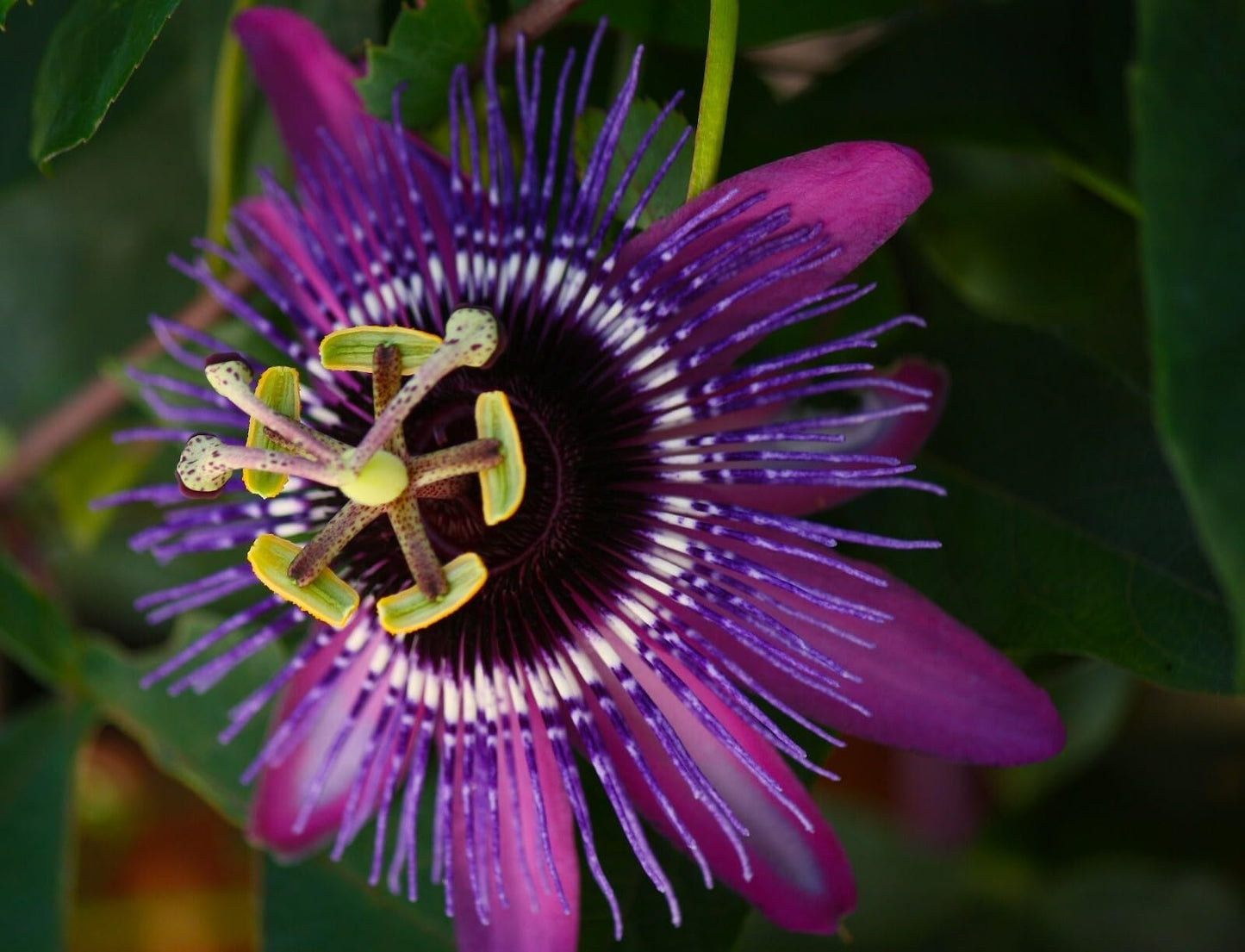 Live Plant - Lavender Lady Passiflora Starter Plant Passiflora X Alato Fragrant!