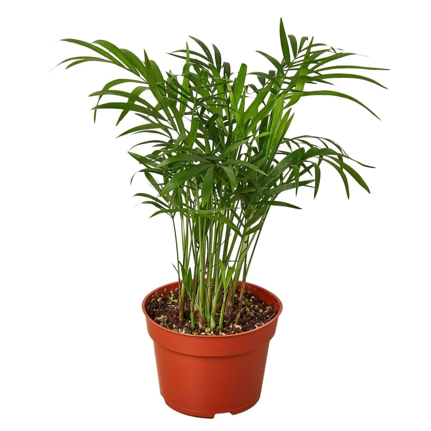 Parlor Palm Live Plant for Indoor | Different Houseplants in 3'' Pot | Real House Plant for Living Room, Office, Desk & Bathroom | Neanthe Bella Palm | Chamaedorea elegans