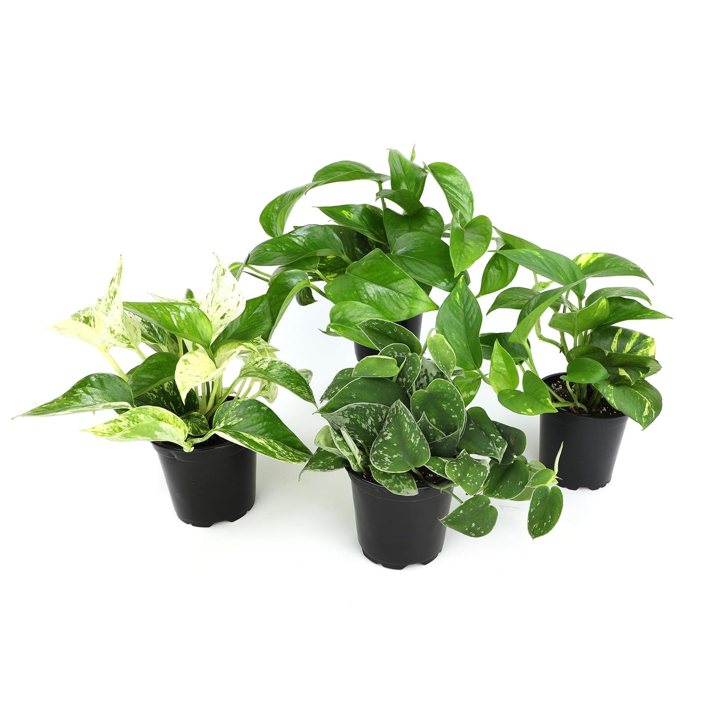 Live Pothos Plants (4PK) Indoor Plants Live Houseplants Mix Pack, Pothos Live Plant Box, Epipremnum Aureum, House Plants Indoors Live Plants, Real Plant Decor, Devils Ivy Vine by Plants for Pets