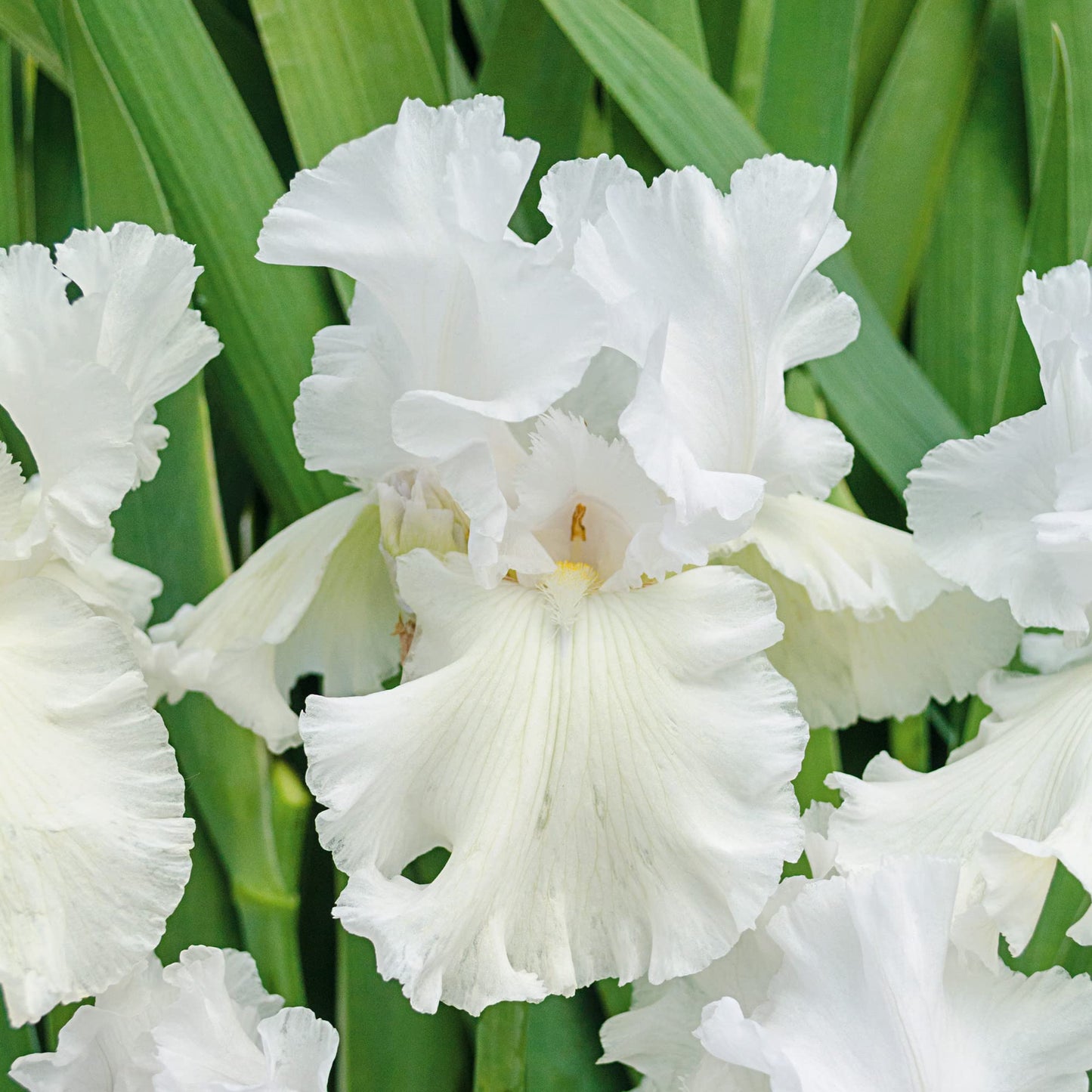 Immortality Bearded Iris Plant Potted - Repeat Blooms Fragrant White Flowers, Perennial