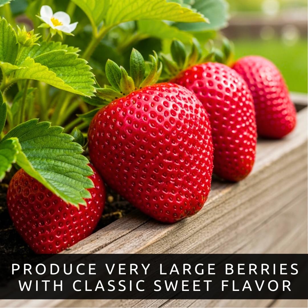 Ruby Giant Strawberry Plants – Extra Large Sweet Strawberries – High Yield Strawberry Runners – Big Fruit, Easy to Grow Plants for Home Gardens (50 Plants)