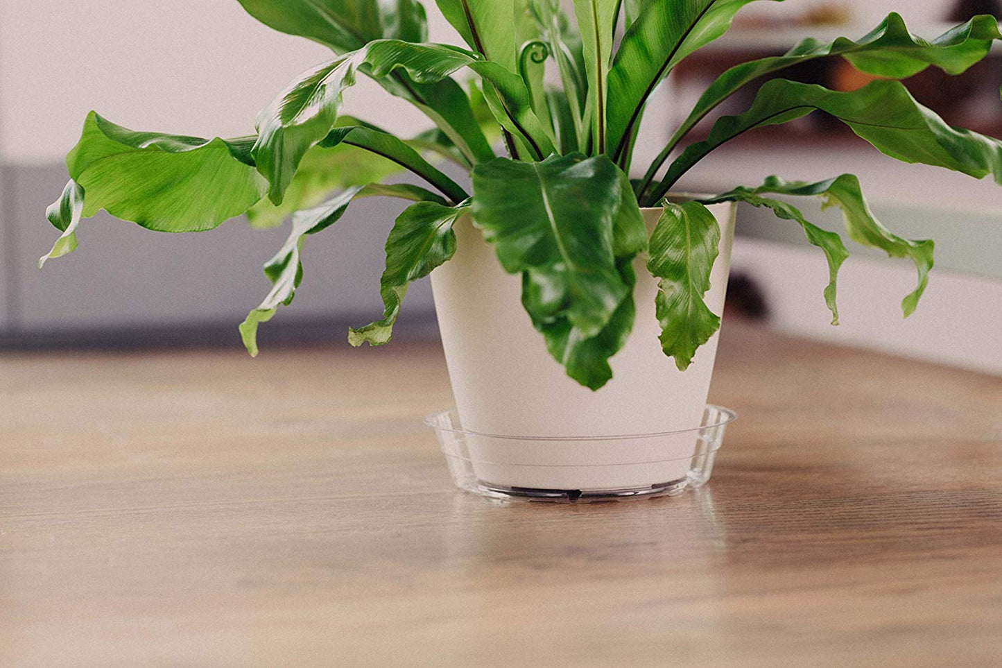 Curtis Wagner Plastics Plant Tray Basket Liner (5-Pack) - Clear, Deep (Diameter: 4.25" Base, 6" Top, 3.25" Depth) Thin Plastic Liners for Planters for Indoor/Outdoor Plant Pots