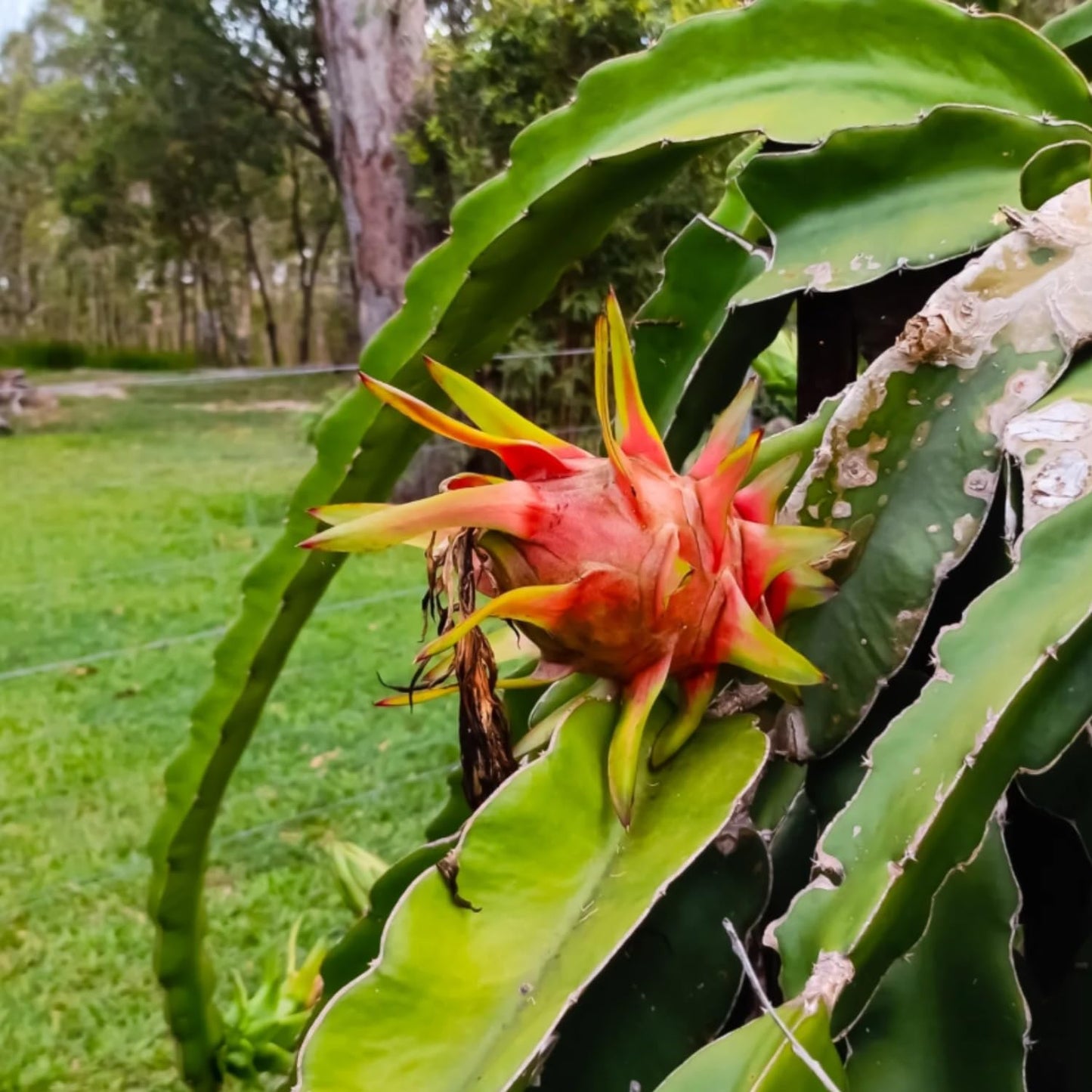White Dragon Fruit Tree Live Plant, Dragon Fruit Live Plants in 4 Inc Pot, Tropical Fruit for Outdoor Planting