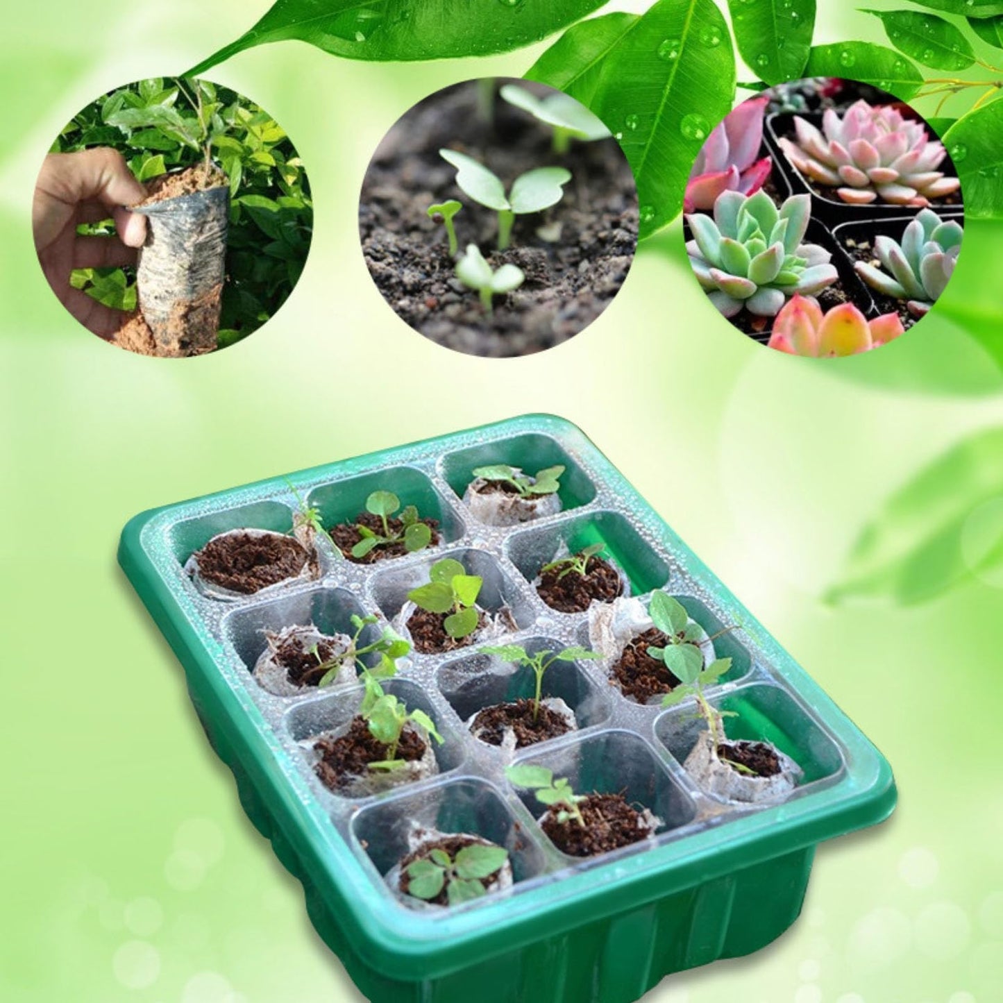 XRR Seed Starter Trays, 72-Cell Seed Tray with LED Grow Lights, Adjustable Humidity Drainage, Germination with Transparent Domes for Succulent Herbs Plant Seedlings, Indoor Seedling Greenhouse, 6 Pack