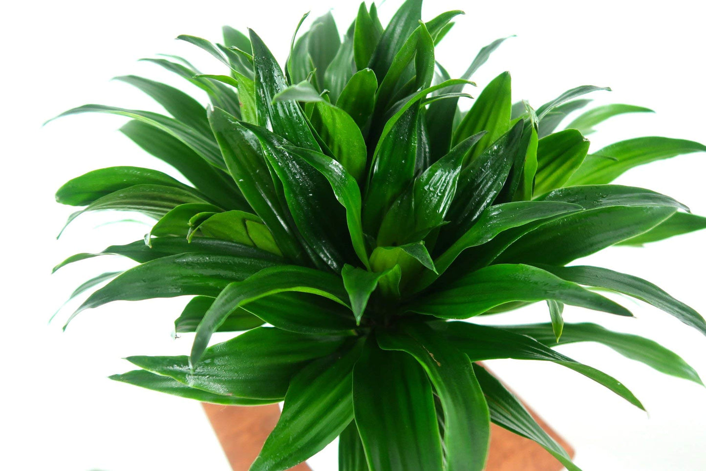Dracaena Janet Craig Compacta - Live Plant in a 6 Inch Pot - - Dracaena Deremensis ‘Janet Craig Compacta’ - Florist Quality Low Maintenance Indoor Houseplant