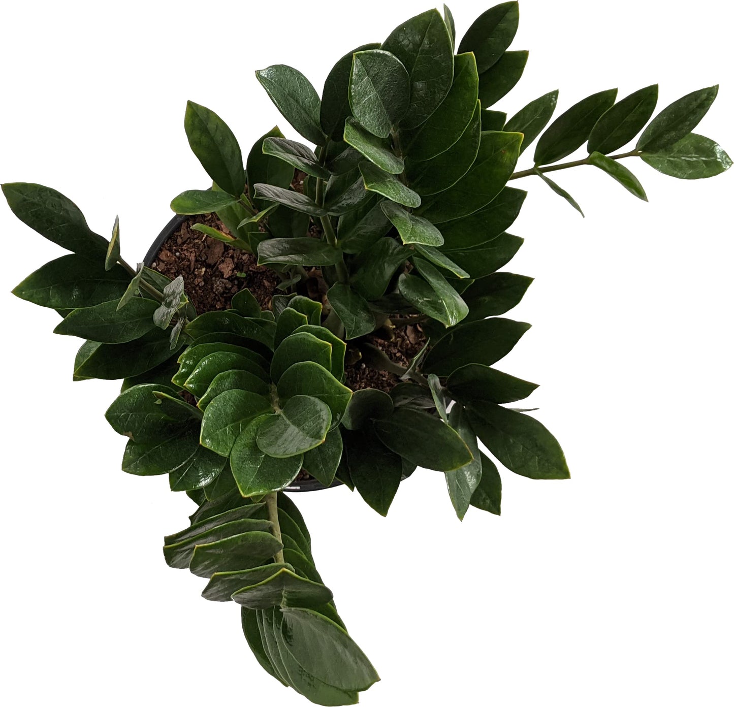 ZZ Plant (Zamioculcas zamiifolia), Live Indoor Houseplant, 6 Inch Nursery Pot