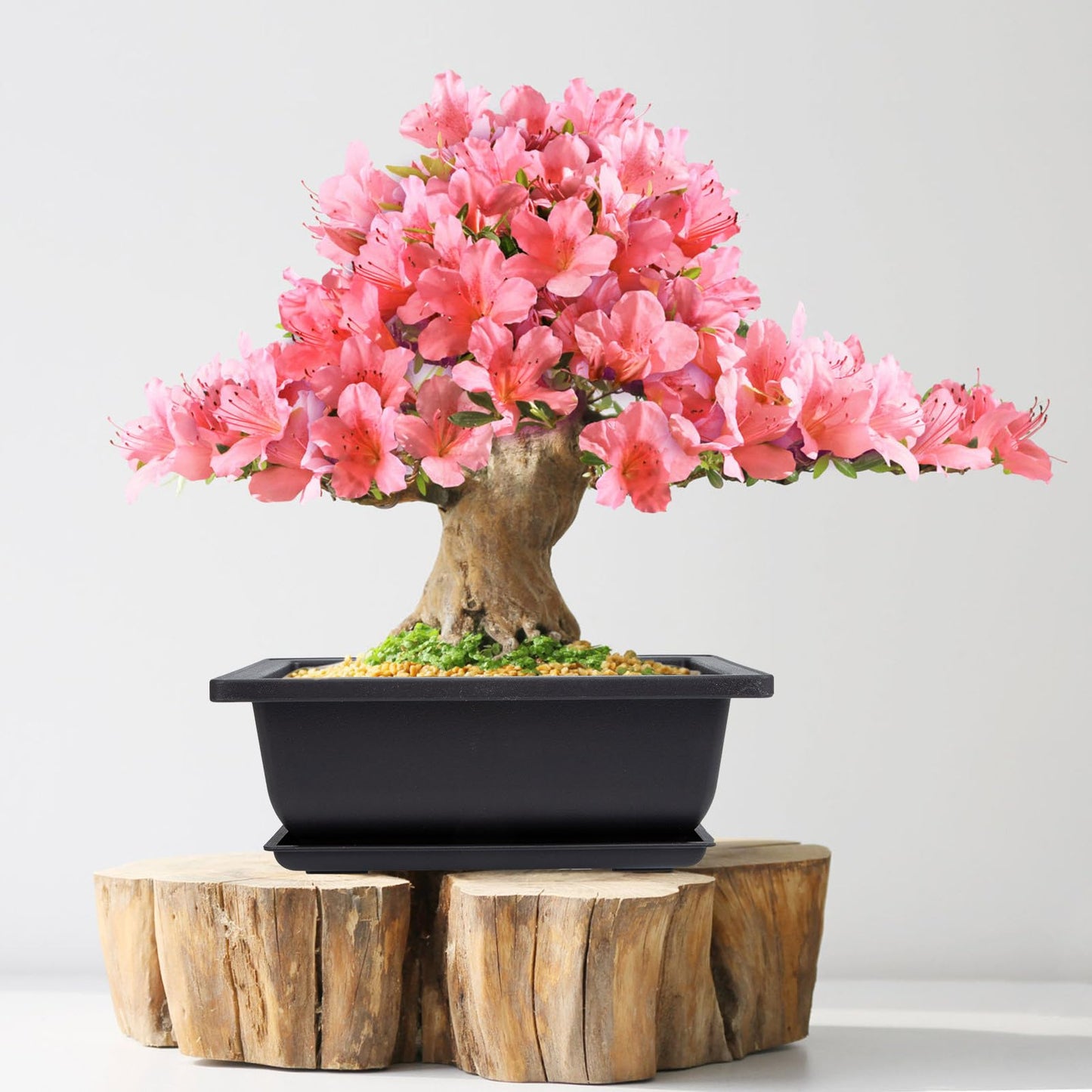 GANAZONO 5Pcs Plastic Bonsai Planters with Drainage Trays 6.49X4.72X2.36In Small Rectangular Flower Pots for Indoor Succulent Plant Growing and Gardening