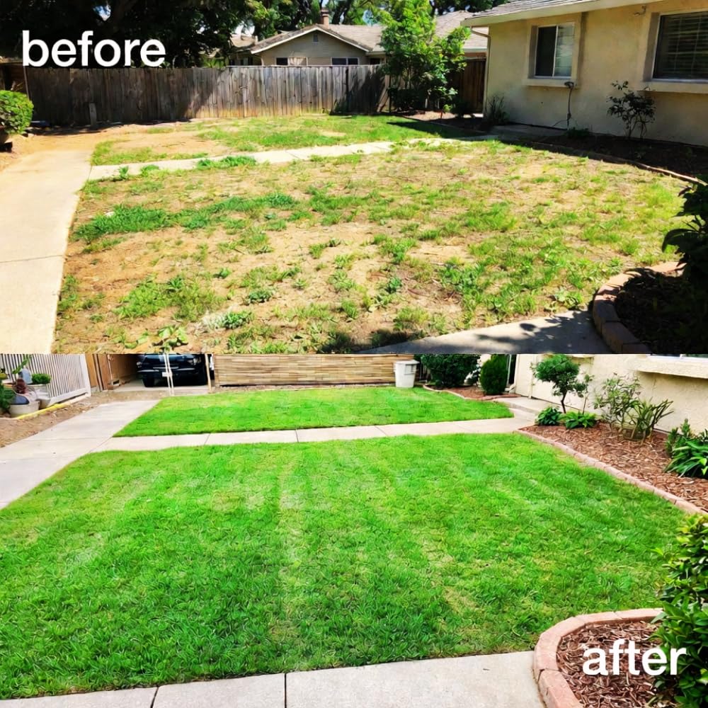 10000 Zoysia Grass Seed, Zoysia Emerald Grass Seeds for Lawn, Soft Texture and Drought Tolerant Grass Seed