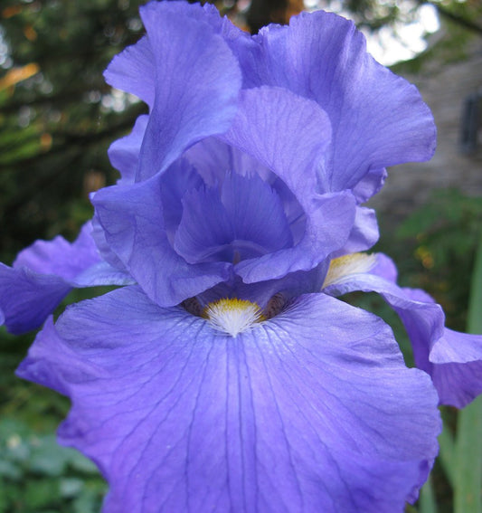 (2) Bearded Iris Assorted Colors Mix, Roots, Bulbs, Plants, Flowering Rhizomes, SeedsBulbsPlants&More