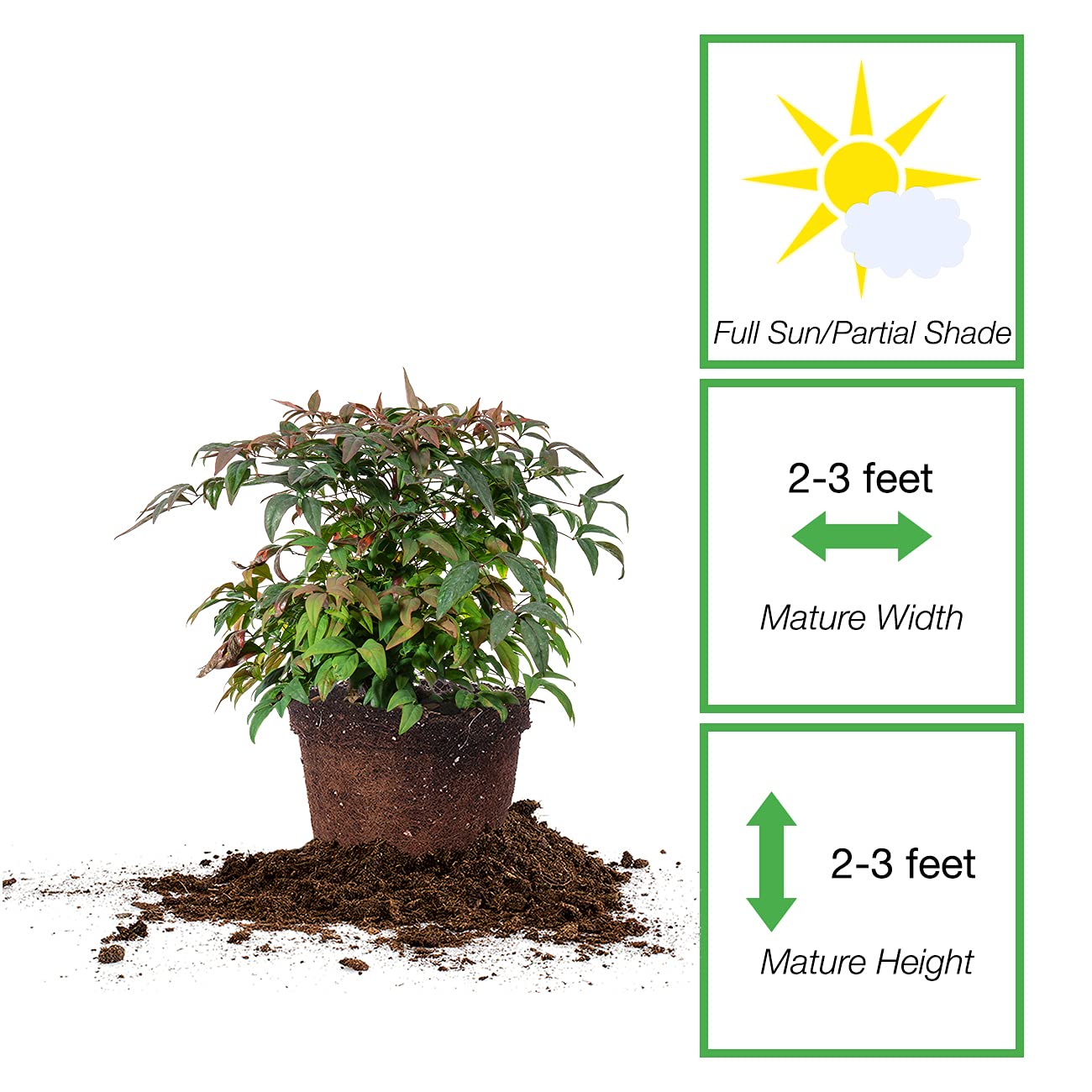 PERFECT PLANTS Firepower Nandina 1 Gal. Pot | Heavenly Bamboo | Low Maintenance | Eye Catching Green and Blush Pink Foliage