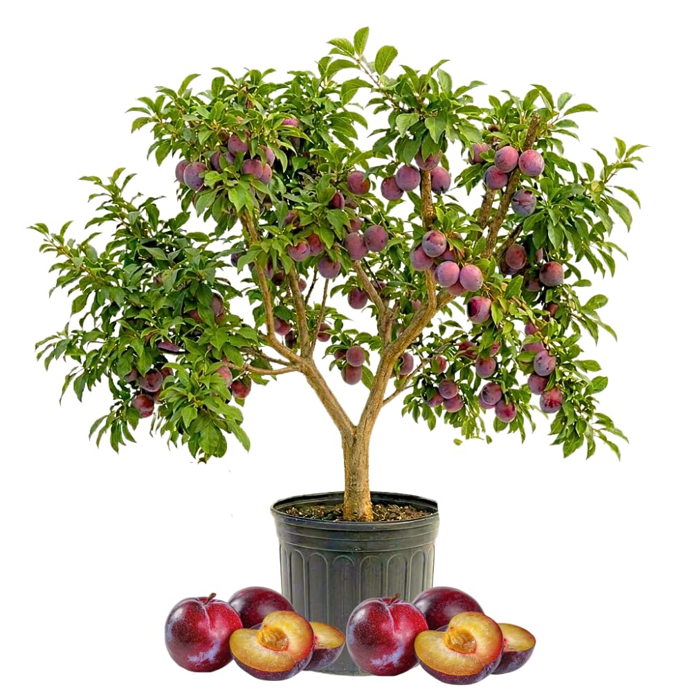 Plum Tree, Plum Live Plant, Sweet Fruit Plant, Live Fruit Tree for Outdoor Planting, 3 Feet Tall in 3 Gallon Pot, No Ship to CA (Red)