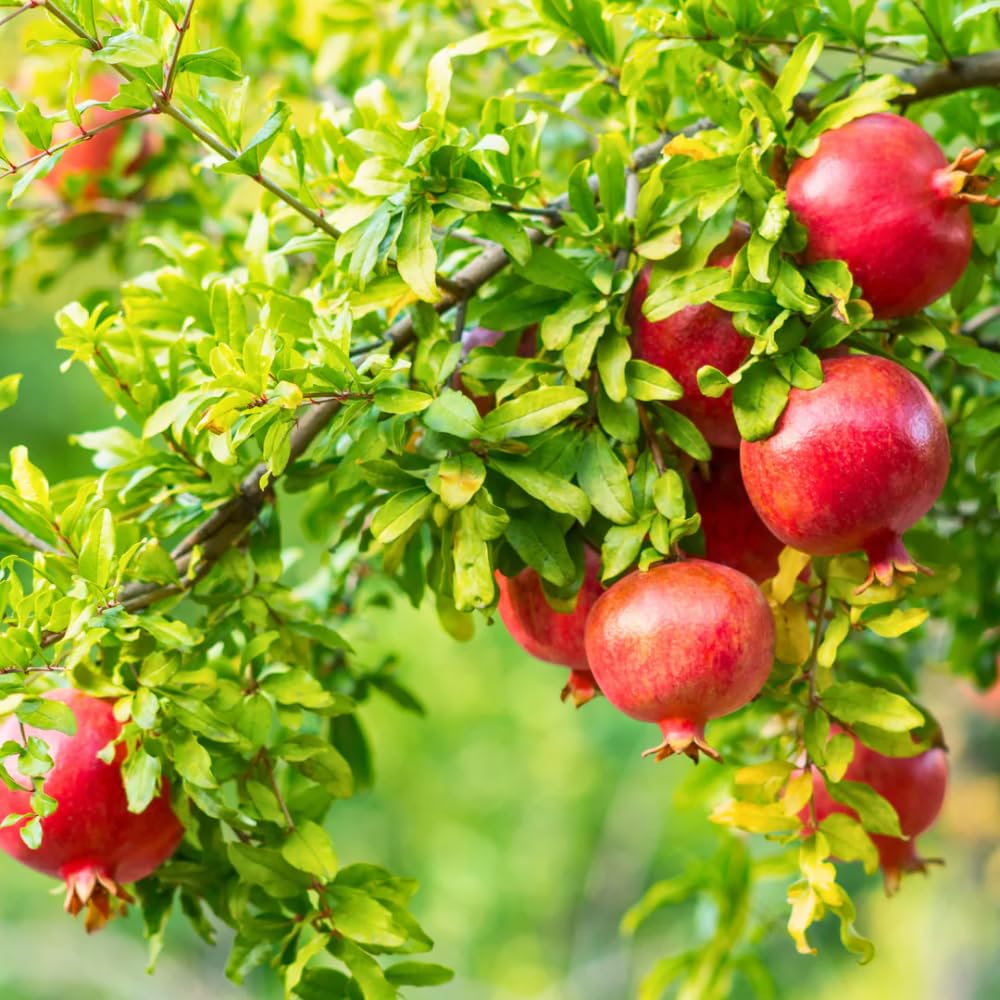 Red Pomegranate Tree Live Plant, 6-12” Tall, Sweet Pomegranate Fruit Plant in 4” Pot, Cold Hardy